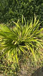 GRATIS plant, Tuin en Terras, Planten | Tuinplanten, Ophalen