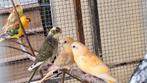 Roodruggen, Dieren en Toebehoren, Geslacht onbekend, Parkiet, Geringd