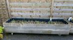 2 Houten plantenbakken op wieltjes met rem, Rectangulaire, 60 cm ou plus, Bois, Jardin