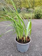 Iris siberica (Siberische lis), Volle zon, Vaste plant, Zomer, Ophalen