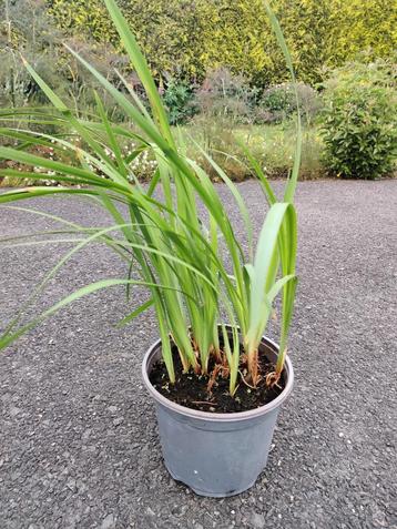 Iris siberica (Siberische lis) beschikbaar voor biedingen
