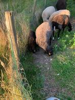 ooi en ram lam (5 maanden) kruising texel, Dieren en Toebehoren, Mannelijk, Schaap, 0 tot 2 jaar