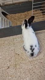 Dwergkonijnen, Mâle, Petit, 0 à 2 ans