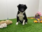 Shetland Sheepdog pups, 8 tot 15 weken, CDV (hondenziekte), Meerdere, Meerdere dieren