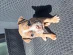 Pups, Dieren en Toebehoren, Ophalen, Nieuw, Overig speelgoed