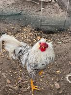 Haan gratis, Dieren en Toebehoren, Pluimvee, Mannelijk, Kip