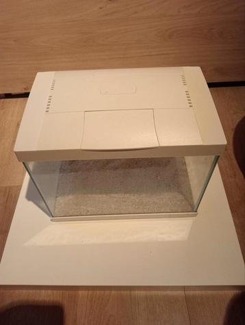 Aquarium vissen  beschikbaar voor biedingen