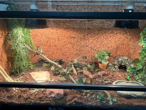 2 korenslangen en toebehoren, Dieren en Toebehoren, Reptielen en Amfibieën | Toebehoren, Terrarium of Paludarium, Ophalen