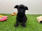 Chiots Schnauzer Nain - noir, Animaux & Accessoires, Hépatite contagieuse (maladie de Rubarth), Plusieurs, Belgique, Plusieurs animaux