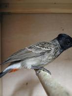 Bulbul à ventre rouge, Animaux & Accessoires