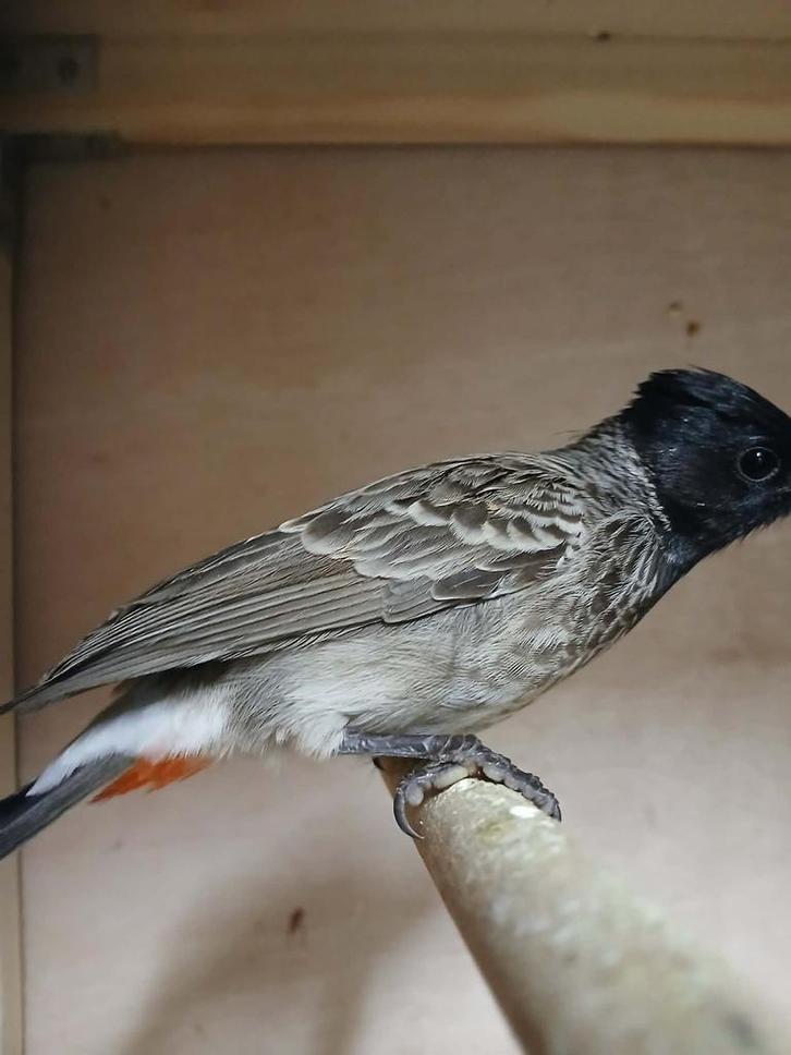 Bulbul à ventre rouge, Animaux & Accessoires, Oiseaux | Oiseaux Autre