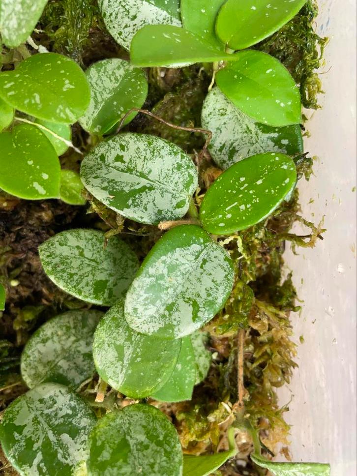 Hoya mathilde splash stekjes, Huis en Inrichting, Kamerplanten, Ophalen of Verzenden