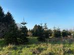 Nordmann kerstbomen - alleen voor de handel, Tuin en Terras, Planten | Bomen, Ophalen