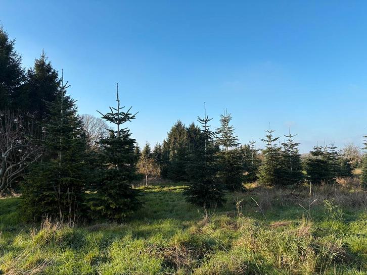 Nordmann kerstbomen - alleen voor de handel, Tuin en Terras, Planten | Bomen, Ophalen