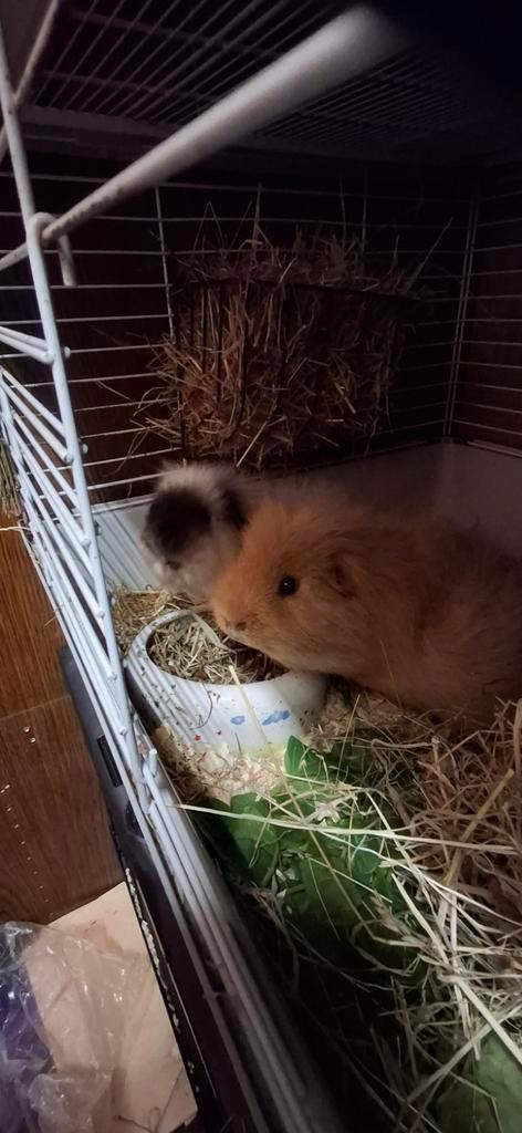 Gezocht: CH Teddy zeugjes, Dieren en Toebehoren, Knaagdieren, Cavia, Januari