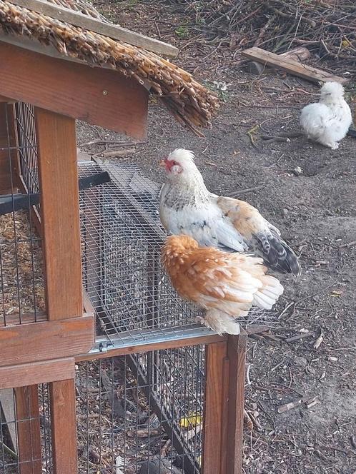 GRATIS  jong wit klein haantje, Dieren en Toebehoren, Pluimvee