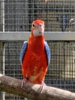 Rosella's 25, Dieren en Toebehoren, Meerdere dieren, Parkiet, Geringd