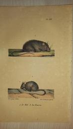 Gravure Rat et Souris lot 147, Antiquités & Art, Enlèvement ou Envoi