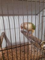 Pyrrhura blauw pine.apple man, Mâle, Bagué