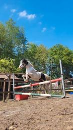 Merrie met vol papier, Dieren en Toebehoren, Merrie