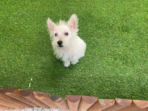 Chiots West Highland White Terrier, Animaux & Accessoires, Chiens | Jack Russell & Terriers, Plusieurs animaux, Autres races, Éleveur | Professionnel