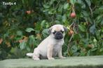 Prachtige Mops pupjes, België, Overige rassen, CDV (hondenziekte), 8 tot 15 weken
