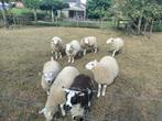 Ooilammeren, Dieren en Toebehoren, Vrouwelijk, Schaap, 0 tot 2 jaar