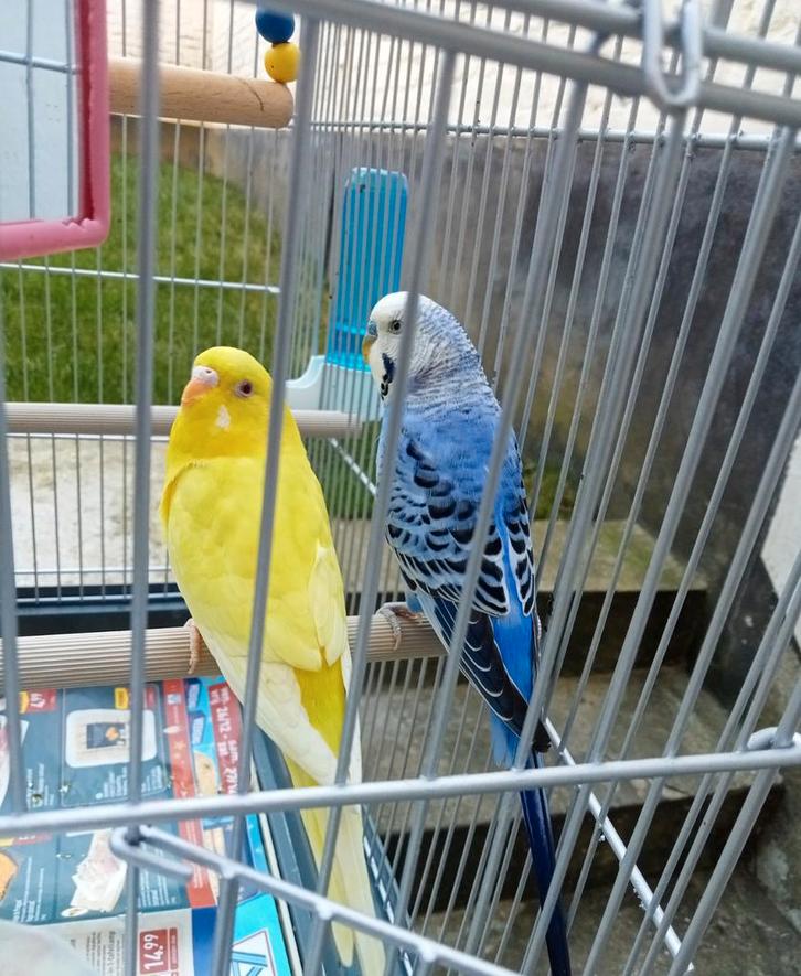 Très belle couple de perruche avec nouvelle cage, Animaux & Accessoires, Oiseaux | Perruches & Perroquets, Perruche, Plusieurs animaux