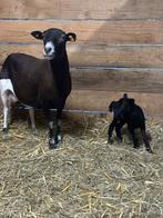 Mooi gekleurde kameroen ooi met ooi lam, Dieren en Toebehoren, Schapen, Geiten en Varkens