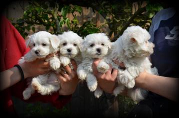 Maltezer pups beschikbaar voor biedingen