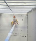 Putter / distelvink Lutino Parva poppen, Dieren en Toebehoren, Vogels | Overige Vogels, Vrouwelijk, Wildzangvogel, Geringd