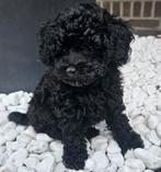 Toy poedel pup, Dieren en Toebehoren, Honden | Chihuahua's en Gezelschapshonden, Poedel, 8 tot 15 weken, Eén hond, Nederland