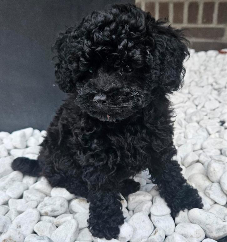 Toy poedel pup, Dieren en Toebehoren, Honden | Chihuahua's en Gezelschapshonden, Poedel, Particulier, Eén hond, Nederland, 8 tot 15 weken