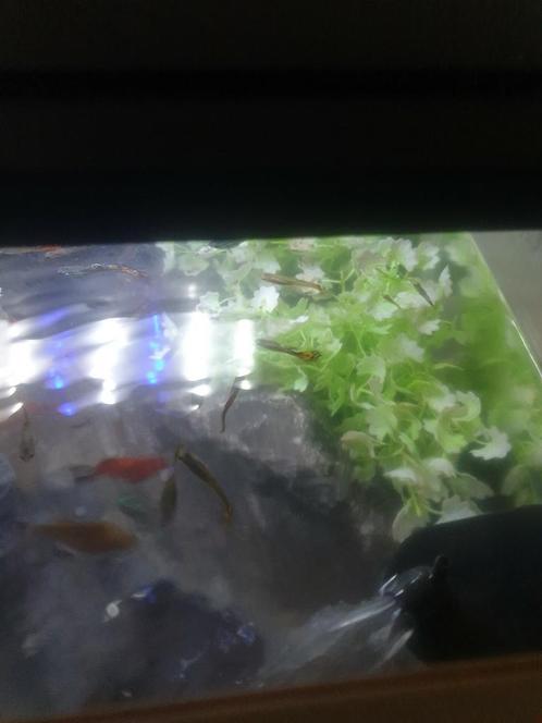 Te koop dringend wegens verhuizing !!, Dieren en Toebehoren, Vissen | Aquariumvissen