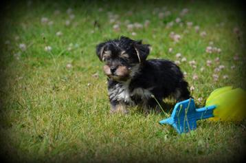 Yorkshire Terrier pups beschikbaar voor biedingen