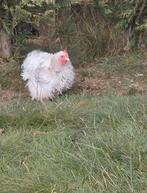haan cochin kriel, Dieren en Toebehoren, Pluimvee, Mannelijk, Kip