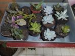 planten, Tuin en Terras, Overige soorten, Volle zon, Vaste plant, Ophalen of Verzenden