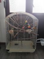 Vogelkooi, Dieren en Toebehoren, Ophalen