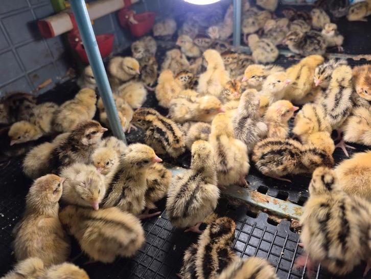 Cailles jumbo, Dieren en Toebehoren, Pluimvee | Toebehoren, Ophalen of Verzenden