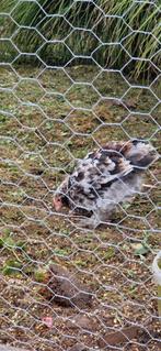 3 jonge faverolles haantjes te geef, Dieren en Toebehoren, Pluimvee