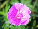 Geranium sanguineum soorten, Vaste plant, Halfschaduw, Zomer, Ophalen