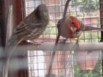 Mexicaanse roodmussen, Geslacht onbekend, Tropenvogel