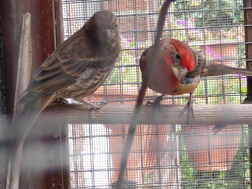 Mexicaanse roodmussen, Dieren en Toebehoren, Vogels | Overige Vogels, Tropenvogel, Geslacht onbekend