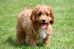 Cavapoo pups te koop, Dieren en Toebehoren, 15 weken tot 1 jaar, Overige rassen, Buitenland, CDV (hondenziekte)