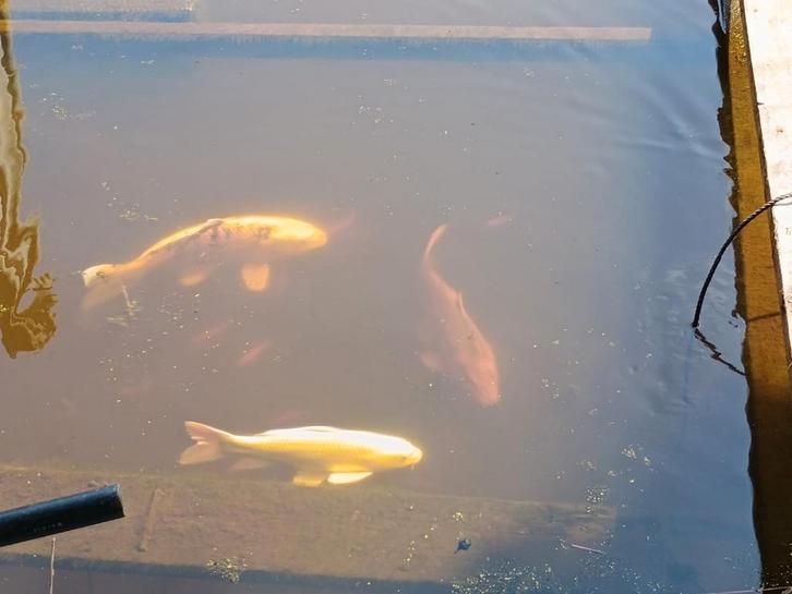 Ophalen vissen uit vijvers ( Gratis ), Dieren en Toebehoren, Vissen | Aquariumvissen
