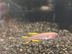 Eitjes Fundulopanchax gardneri, killivis