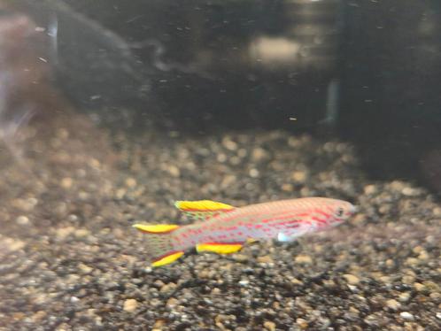 Eitjes Fundulopanchax gardneri, killivis, Dieren en Toebehoren, Vissen | Aquariumvissen