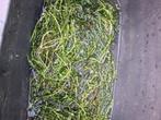 Waterpest, Dieren en Toebehoren, Ophalen