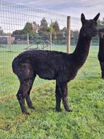 Alpaca dekhengst, Mannelijk, Dekhengst