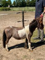 Allerbraafste 1,5 jarige mini shet, Dieren en Toebehoren, Pony's, Hengst, Gechipt, 0 tot 2 jaar